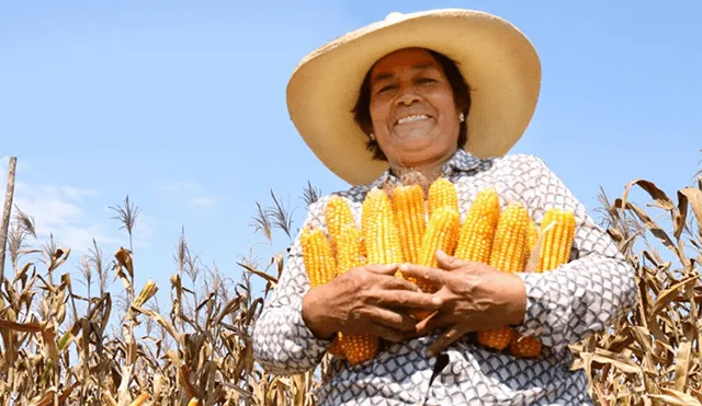 Agricultura, maíz. Foto: Andina