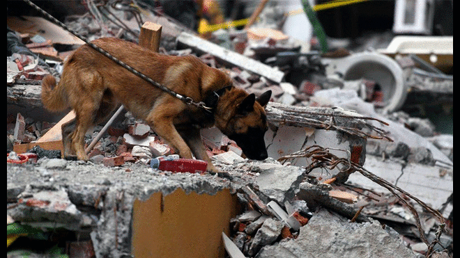 México: perros de rescate