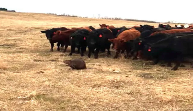 YouTube: castor demuestra que puede pastorear ganado y se vuelve viral