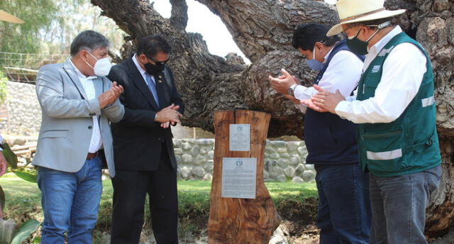 Árbol de sauce conocido como "el Abuelo" se convirtió en el primer Árbol Patrimonial. Foto: Gobierno Regional de Arequipa.