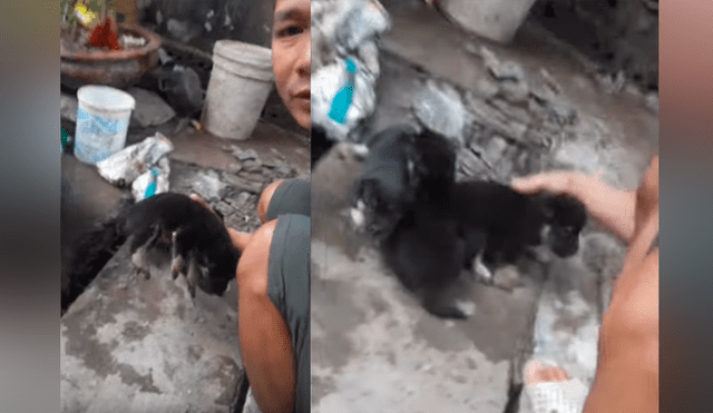 Video se viralizó en Facebook. Un hombre quedó petrificado al rescatar de las tuberías de agua a tres indefensos cachorros que aullaban desesperados.