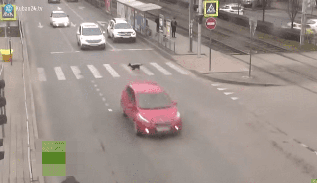 YouTube Viral: el instante en que perro provoca aparatoso choque tras cruzar pista