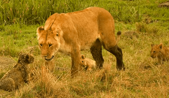 Por ahora, ella los cuidará e intentará que la mayoría de ellos sobreviva. Foto: BBC Earth