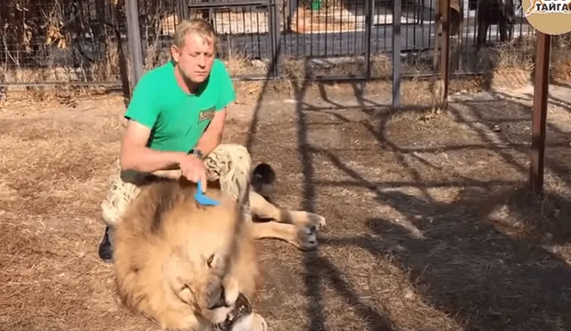 Cuidador ingresa a jaula de león para peinarlo. Foto: Captura.
