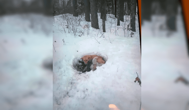 Perrita sin hogar conmueve al cubrir con su cuerpo a sus crías recién nacidas para protegerlas de la nieve [FOTOS]