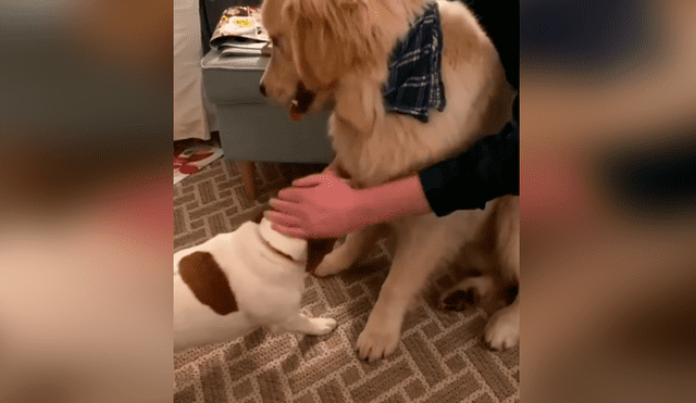 Desliza las imágenes para conocer la terrible actitud de un perro para evitar que su ‘compañero’ reciba unas caricias. Foto: Dog Lovers.