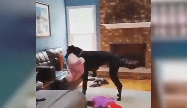 Facebook viral: perro desea ver televisión con su dueña y realiza acto para estar cómodo [VIDEO]