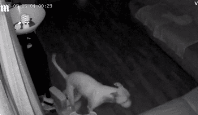 Video en Facebook grabado por cámara de seguridad revela el peor secreto de un pequeño perro.
