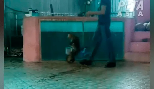 Obligan a mono a levantar pesas y hacer ejercicios para entretener a turistas [VIDEO] 