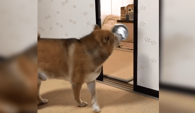 Facebook viral: perro reacciona con violencia porque sus amor no servían sus alimentos [VIDEO]