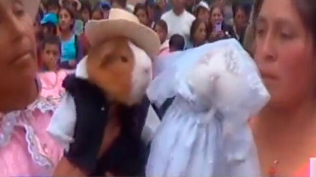 Cajamarca: pobladores efectuaron 'boda' de un par de cuyes [VIDEO]