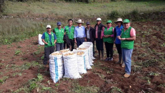 Dirección Regional Agraria de Amazonas promueve cosecha de papa