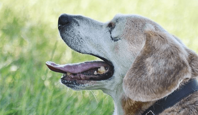 Instagram: Conoce la conmovedora historia de un Perro que perdió la vista [VIDEO]