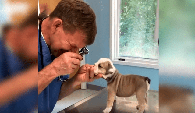 En Facebook, un cachorro sorprendió con su curioso comportamiento al ser revisado por el veterinario.