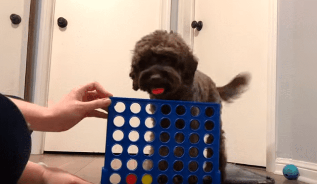 En Facebook, un perro jugó Connect 4 junto a su cuidadora y este sorprendió con sus habilidades.