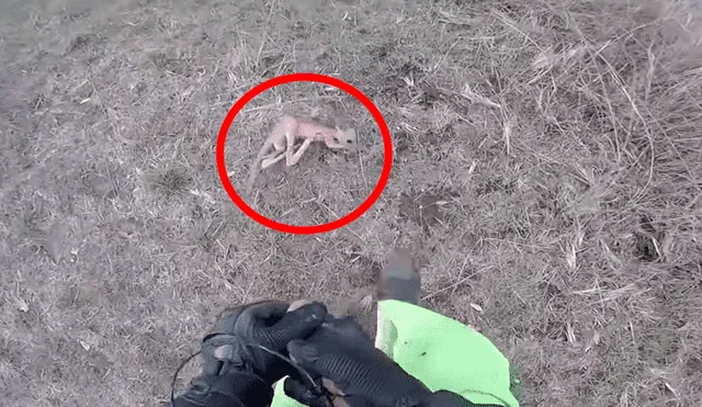 En YouTube, un motociclista recorría la carretera y encontró un canguro bebé que cayó de la bolsa de su mamá.