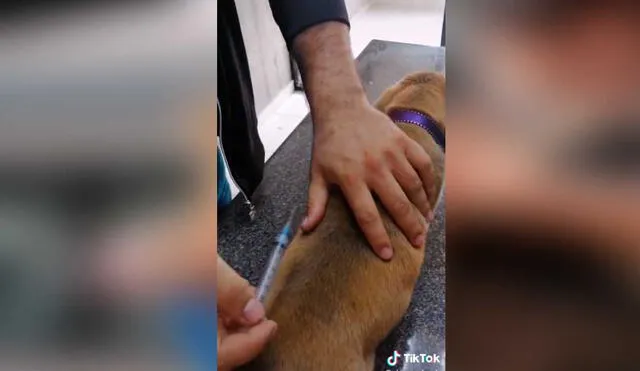 Desliza las imágenes para conocer un poco más sobre este anciano y su pequeña mascota. Foto: captura de TikTok/Chemanimals