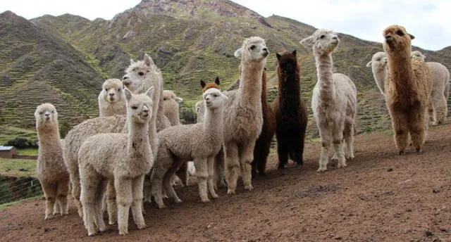 Destinarán módulos para proteger ganado de Arequipa, Cusco y Puno ante las heladas 