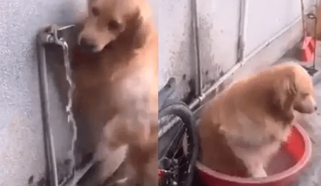 Facebook: perro sorprende al mundo al refrescarse así mismo ante la mirada de su dueño [VIDEO]