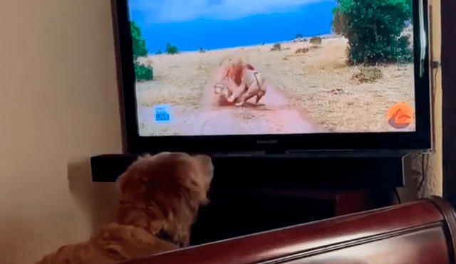 YouTube viral: perro 'defendió' a una leona al ver que era atacada por león en televisión [VIDEO]