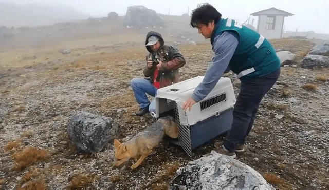 Junín: zorro andino fue liberado con éxito por el personal de Servicio Nacional Forestal [Video]