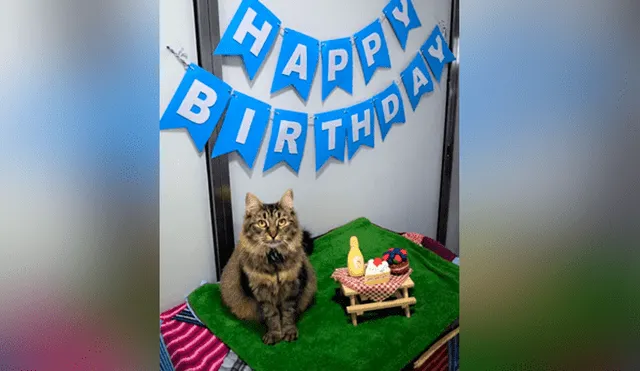 A través vez de Facebook se ha vuelto viral la historia de 'Monique', una gata a la que le hicieron una fiesta y nadie fue.