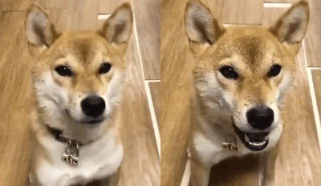 Facebook: perro akita sorprende a miles con su ‘dominio’ del idioma japonés [VIDEO]