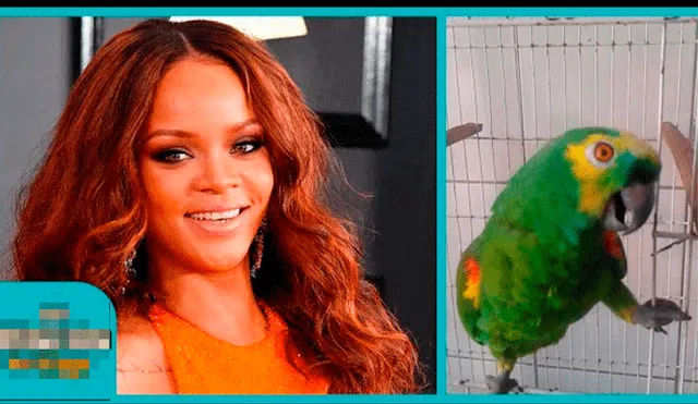 YouTube viral: usuarios sorprendidos tras ver a loro cantar tema de Rihanna [VIDEO]