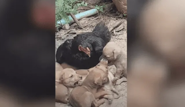 Video es viral en YouTube. Dueño de la gallina se percató de la peculiar conducta del ave con un grupo de perros abandonados y no dudó en grabarla para compartirla en redes.