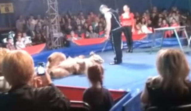 YouTube: El espeluznante instante en que un oso ataca a los espectadores en un circo 