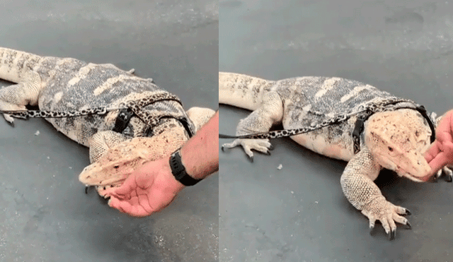 Facebook Viral: Quiso dar de comer a un enorme reptil y tuvo un final inesperado [VIDEO]