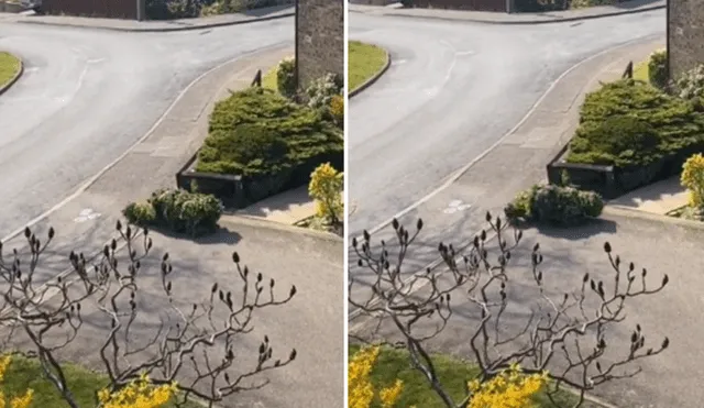A través de TIkTok se hizo viral el momento en que un hombre sale a la calle disfrazado de arbusto en la cuarentena.