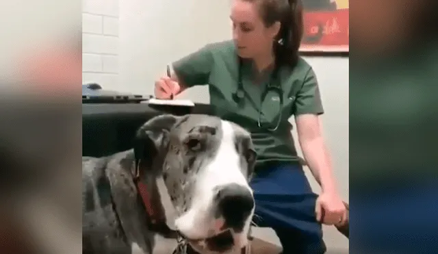 Desliza las imágenes hacia la izquierda para apreciar la inesperada reacción de un perro tras acudir al veterinario. Foto: Captura.