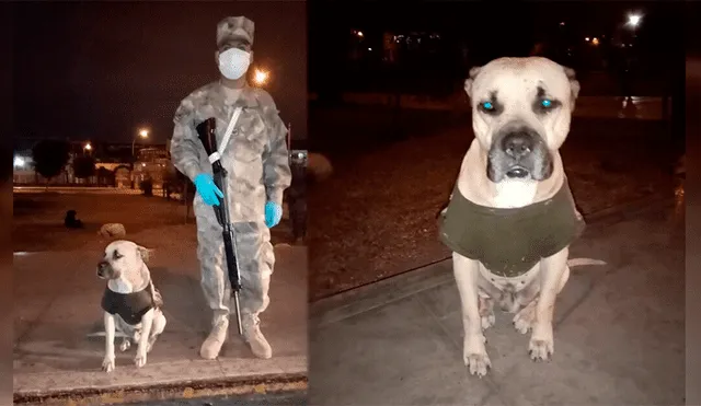 Un soldado siendo acompañado por un perrito durante sus guardias de cuarentena por la COVID-19.