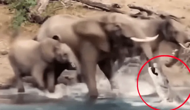 Elefante se distrae tomando agua en río y feroz cocodrilo emerge del agua para devorarlo [VIDEO]