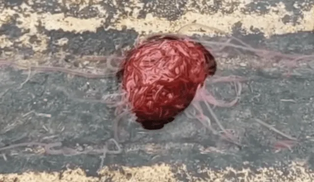 YouTube viral: criatura en forma de cerebro sale de alcantarilla y genera terror en el mundo entero [VIDEO]