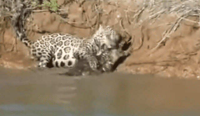 YouTube viral: voraz jaguar ingresa a laguna de cocodrilo para cazar a su presa y sucede lo inesperado