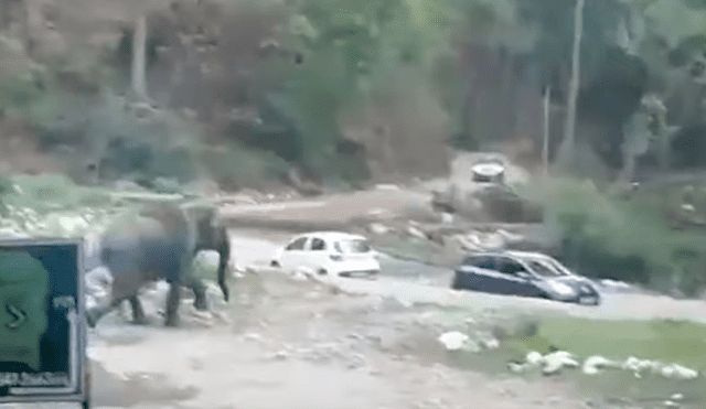 Elefantes notaron que unos vehículos estaban bloqueando su ruta y los empujaron hasta despejar su camino