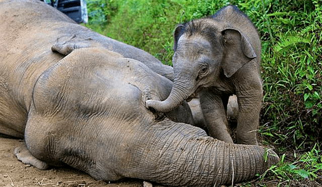 Venden licencia para cazar elefantes en Botsuana [VIDEO]