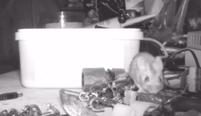 YouTube viral: ratón que ordenó casa por un mes dejó en shock a anciano que no se había percatado del hecho [VIDEO] 