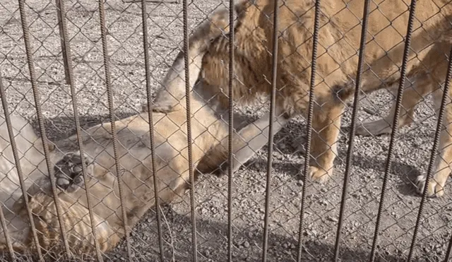 Facebook viral: mujer encuentra a enorme león presuntamente ‘muerto’, pero sucede lo impensado [VIDEO]