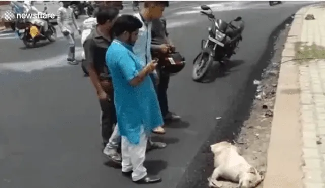 India: pavimentaron calle y dejaron bajo el asfalto a perro que dormía en el lugar [FOTOS]