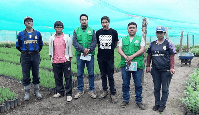 Proyecto de reforestación en los distritos de la provincia de pasco continúa con éxito