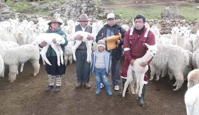 Gobierno Regional de Huancavelica consolidó acopio y venta de fibra de alpaca
