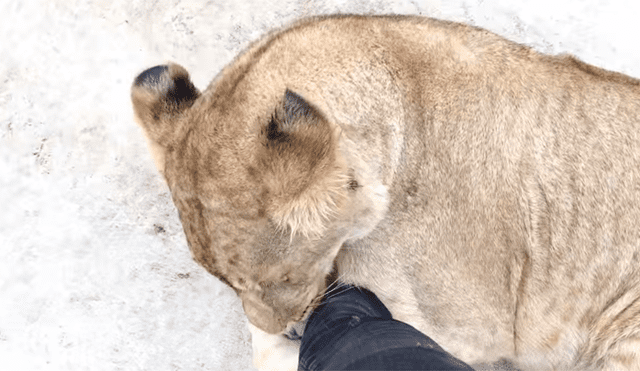 Un video mostró el peculiar momento en el que un hombre ingresa a la jaula de unos feroces leones.