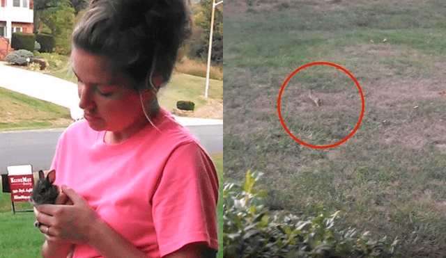 Facebook viral: Familia libera a conejo pero el final es terrible [VIDEO]