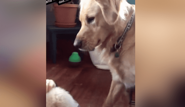 Mediante TikTok se hizo viral el momento en que un perro se pone celoso al ver a su dueño con otro can.