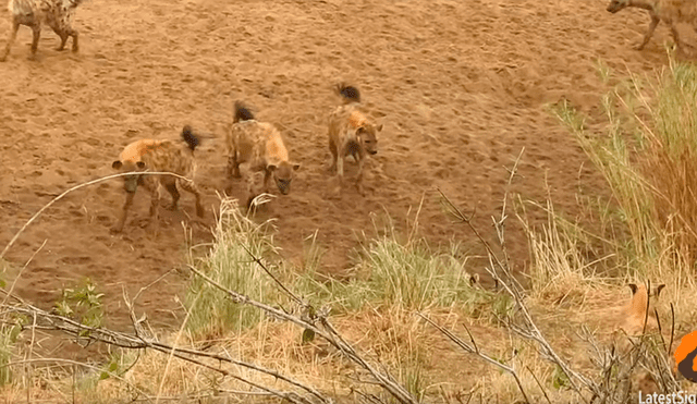 Feroces hienas atacan a león por su presa, sin imaginar que su manada llegaría a su rescate [VIDEO] 