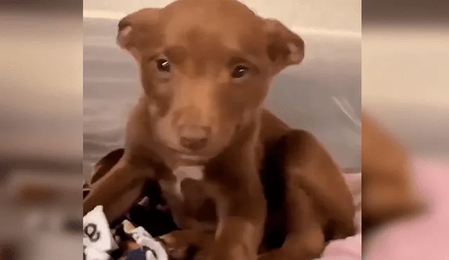 Vía Facebook: tierno cachorro 'sonrie' al saber que será adoptado y tendrá nueva familia [VIDEO] 