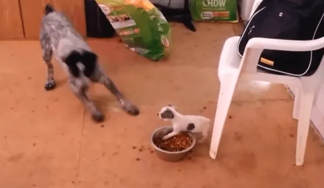 Facebook: perrito se enfrenta a gigantesco animal por proteger su comida [VIDEO] 